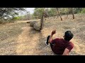 Anaconda snake chase in jungle  tb films