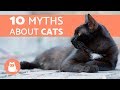 10 Myths About Cats You Should Stop Believing