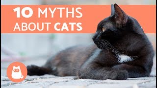 10 Myths About Cats You Should Stop Believing