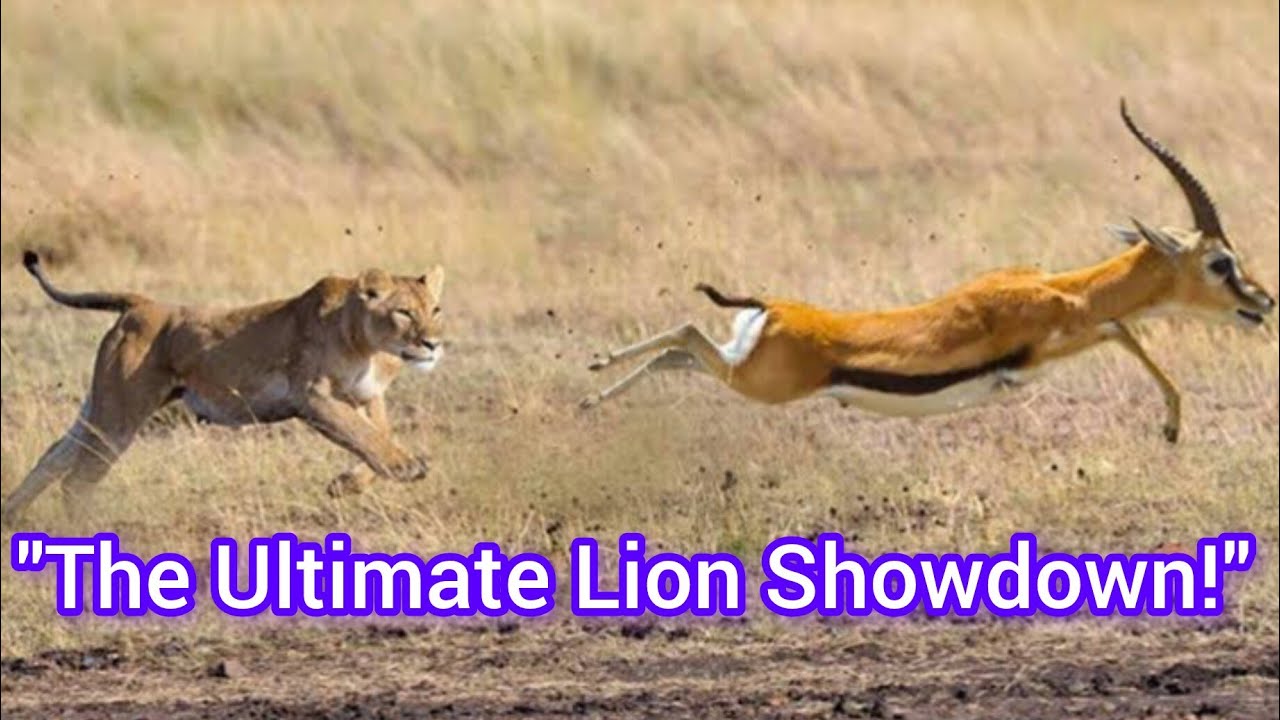 The Ultimate Lion Showdown! | Lion Battle Zone | Animals | Predator showdown |Nature |Wildlife|