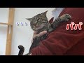 娘からパパにバトンタッチ♪露骨過ぎる反応が面白い!笑【すずとコテツ】