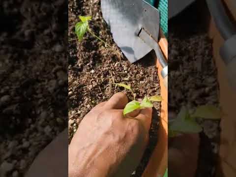 Vídeo: Companheiros de Pimenta Jalapeno: Companion Planting Com Pimentas Jalapeno