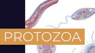PROTOZOA : MICROBIOLOGY | The White Army