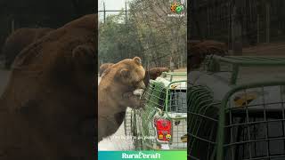 The Bear-Run Drive-Thru is Officially Open for Business! 🐻🍔 Better Have the Snacks Ready! 😂 #bear