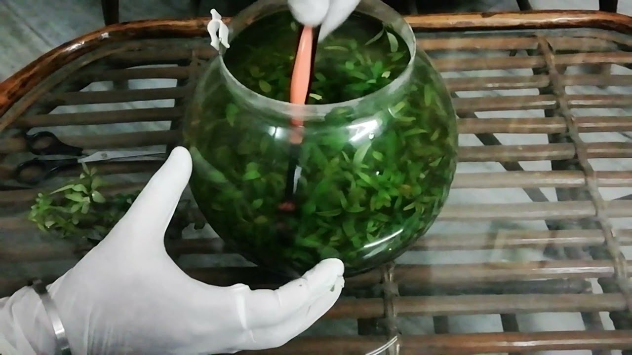 Betta Fish Bowl Cleaning 