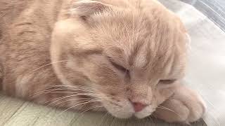 【ツンデレ】妹の前ではかまってちゃんになってしまうスコティッシュフォールドのもみじくんclingy cat Momiji