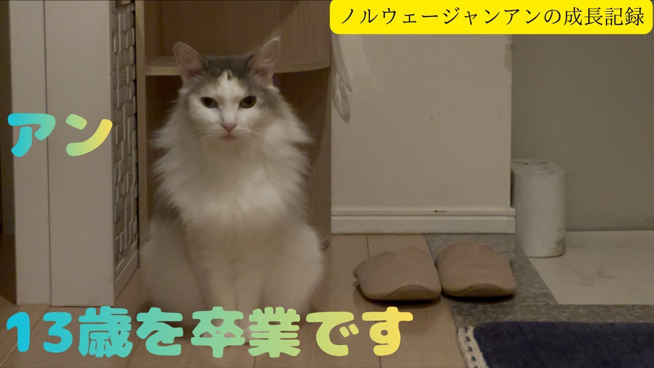 猫のアンは13歳を卒業してもママには塩対応？の巻【ノルウェージャン アンの成長記録】