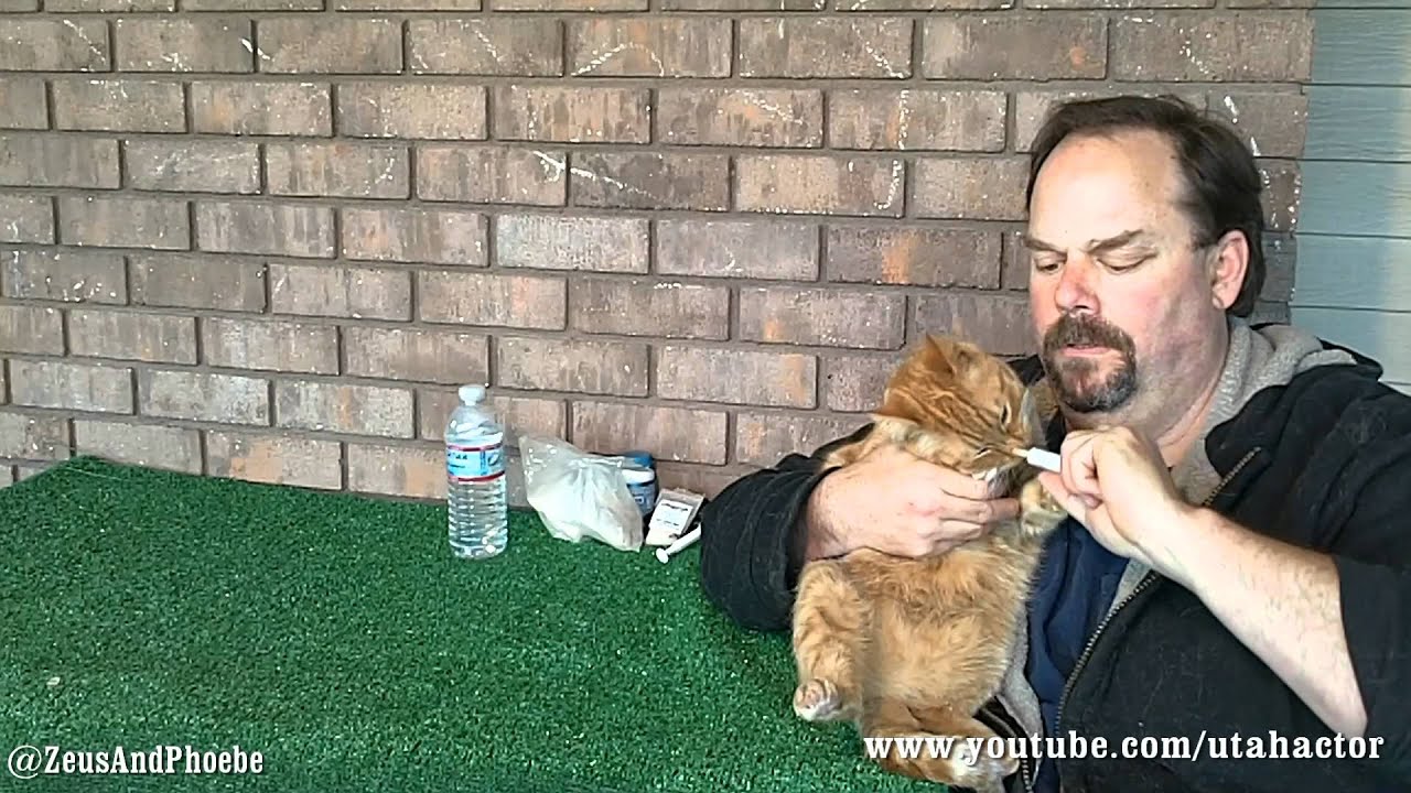 Day Ten Treating Cat Ear Yeast Infection YouTube