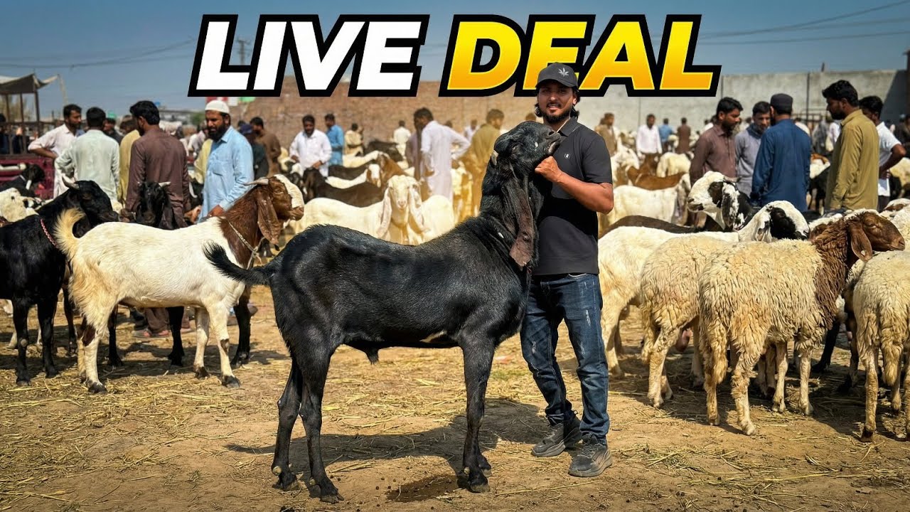 Live Soda Lahore Bakra Mandi Kajle Chatre Qurbani 2026 Beetal Amritsari Goats 