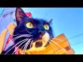 🔴猫と99%寝れる音😪😻🤟good moorning CatWater ASMR
