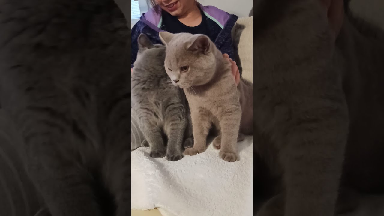 Koty brytyjskie -   Nasz chłopczyk liliowy Waszyngton i niebieski Wiktor, British Shorthair Cattery