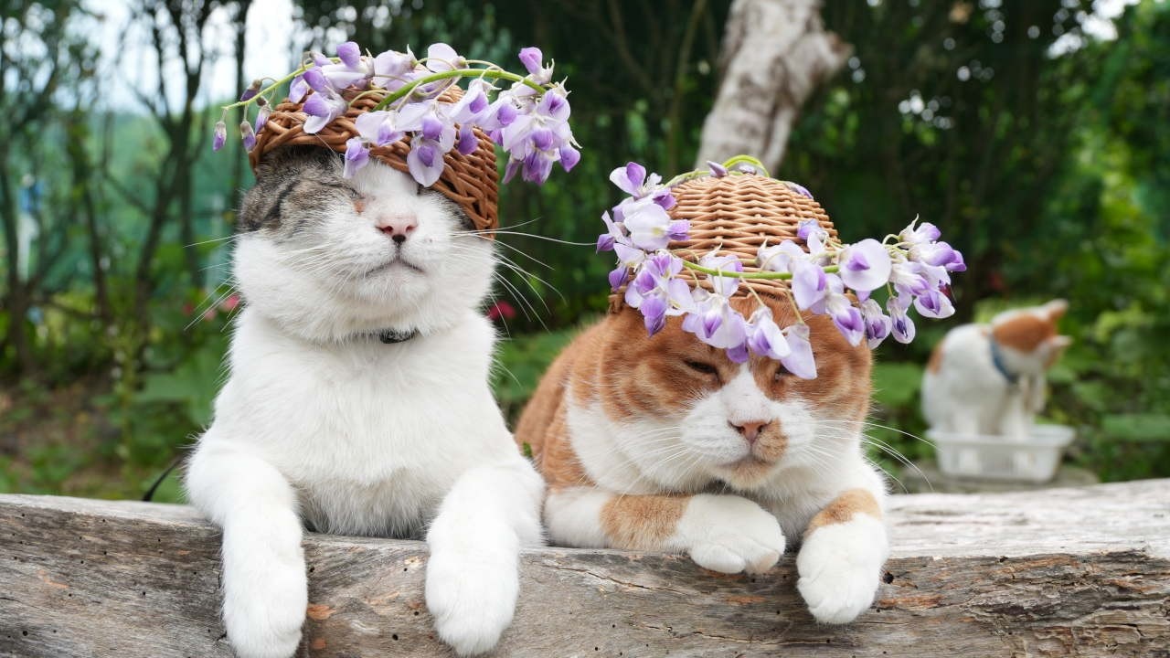 藤の花 のせ猫 260602 - YouTube