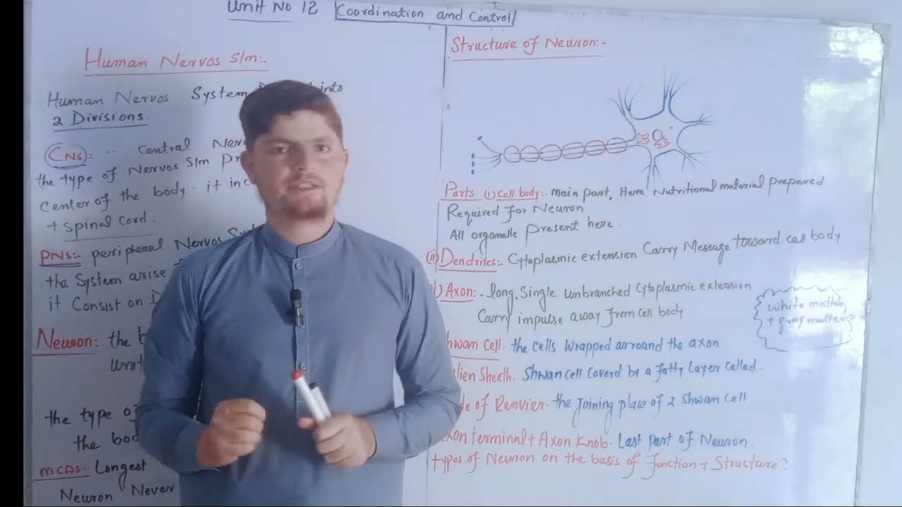 Human nervous system||neuron||types of neuron in Hindi Urdu||MDCAT.