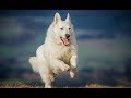 German Shepherd | Cute White German Shepherd Dogs | Cute White Dogs