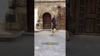 Vaksin Anjing Liar dari Jarak Jauh? Cara Ini Bikin Banyak Orang Kaget!