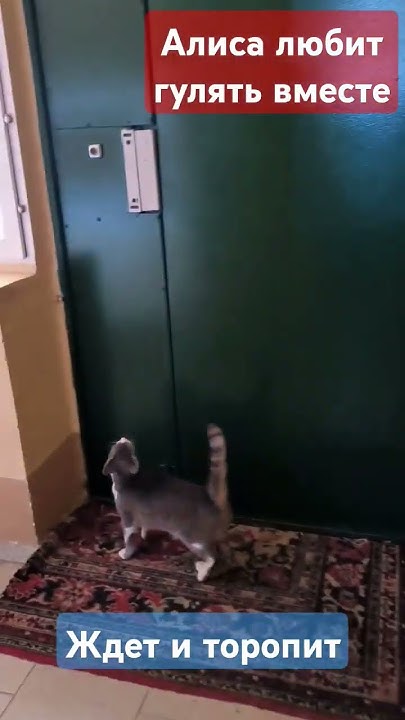 Алиса всегда ждёт и просит идти быстро за ней #гулять #вместе #travel ...