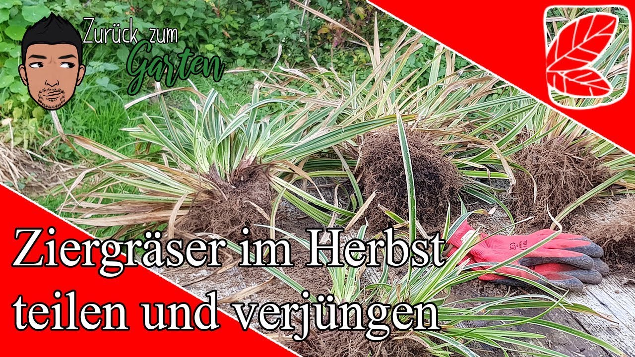 Immergrüne Ziergräser teilen und vermehren für schöneren wuchs (Teil 1)