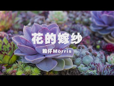 賴仔Morris - 花的嫁紗 ◖愛在孤獨中絕望，在絕望中堅強◗ [Official Lyric Video] 官方動態歌詞版
