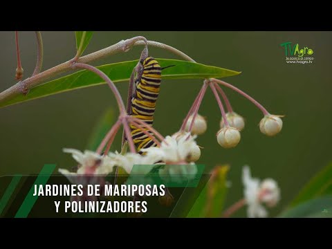 Video: Plantas anfitrionas de mariposas: aprenda sobre las plantas y malezas que atraen a las mariposas