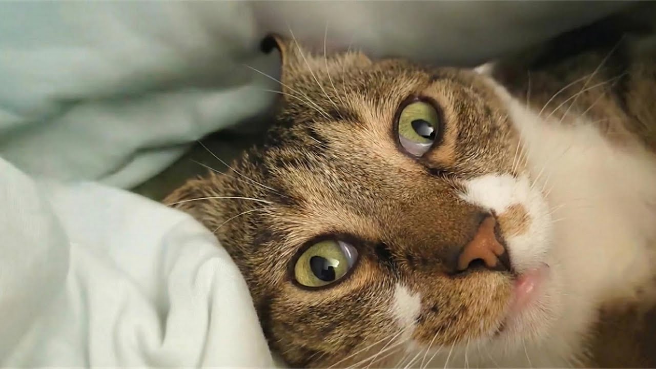 ВЕСЕЛЫЕ коты, которые МГНОВЕННО поднимут настроение 😂🐸 | Моменты летающего кота