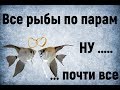 Все рыбы по парам ..... НУ ... почти все. Процесс формирования пар у скалярий и наннакары неоновой.