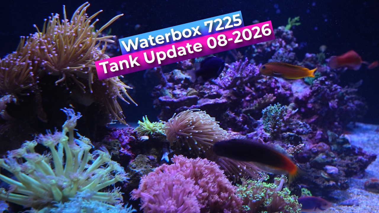 Waterbox 7225 Reef Tank Tour -  2026 08  Update