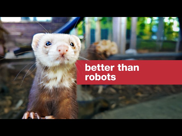Video: We can't invent a robot better than these ferrets