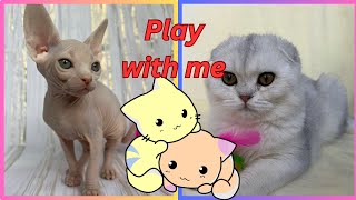 Kittens are friends playing Sphinx and Scottish fold