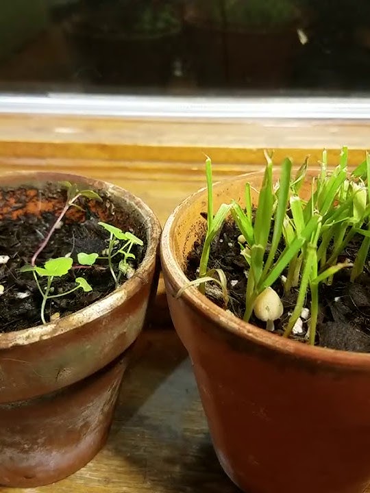 Catnip Time Lapse - YouTube