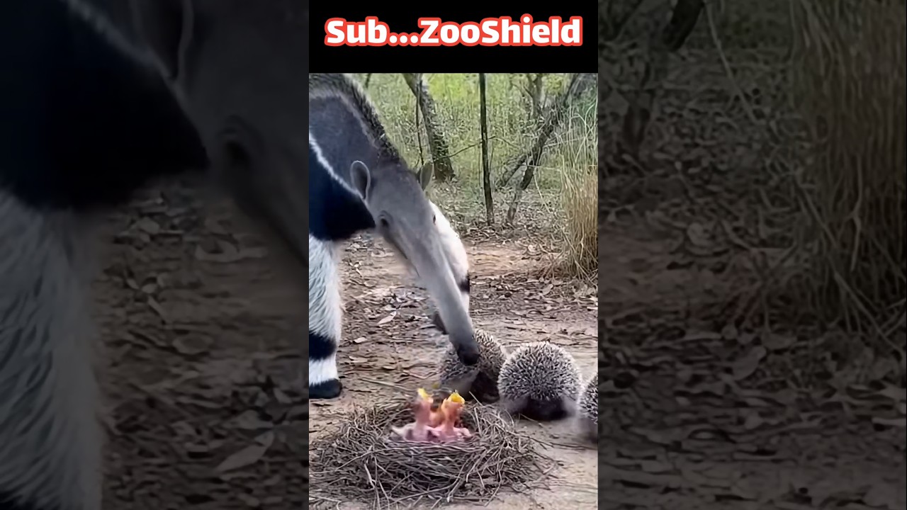 개미핥기의 공격! 고슴도치가 공작들을 구하다An Anteater Attacks Peacocks, but a Hedgehog Saves Them