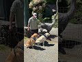 Labradors meet dinosaurs 🦕 #dogshorts #dogs #labrador #dogmom #pets #dinosaur