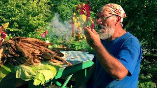 Видео Как вырастить табак на огороде? (автор: ПАПА БЭД KARIBOV)