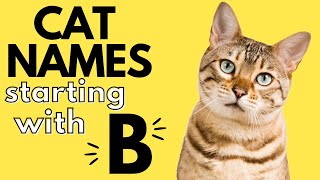 150+ Cat Names Starting With 'B' | Boy and Girl Cat Names by Dog and Cat Names 339 views 1 year ago 7 minutes, 47 seconds