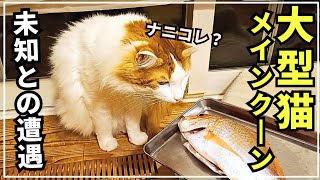 愛する猫のために釣って焼いてあげたら興奮して変な鼻息が出ました【大型猫メインクーン】