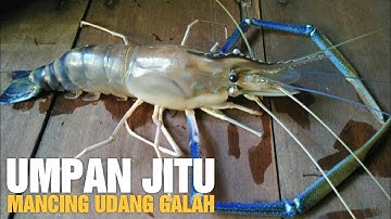 Mancing Udang Galah | Umpan Cacing Tanah