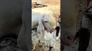 Cute Goat &amp; Ram Together 🐐 | Amazing Animal Moment #Shorts