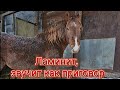 Как выглядит ламинит у лошади. Захромала лошадь. #horses