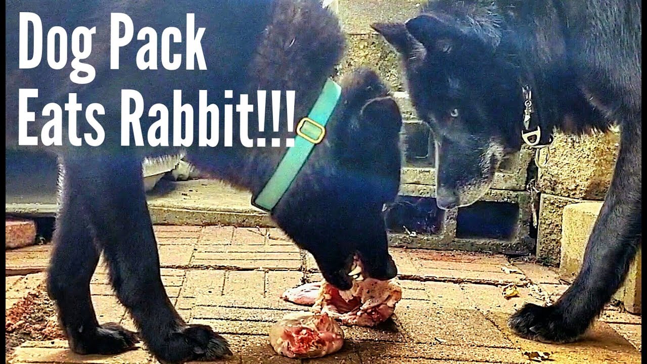 Dog Pack Eats Rabbit!!! - YouTube