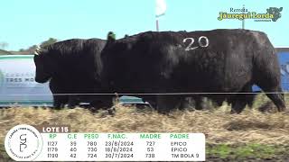 Lote 15
