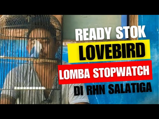 Cocok Buat LOMBA STOPWATCH😁Jual #lovebirdgacor RHN  SALATIGA class=