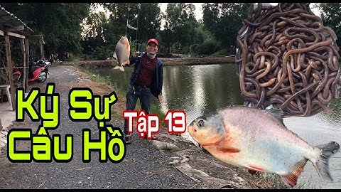 Câu Cá Tra Chim | Hồ Câu Quang Thuận | Ký Sự Câu Hồ Tập 13 | Câu Cá Chim | Thích Trải Nghiệm Channel