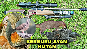 BERBURU AYAM HUTAN, TEKUKUR, GARANGAN!! simak video ini_MAUSER LARAS 70 CM