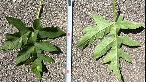 Common Hogweed - Heracleum sphondylium