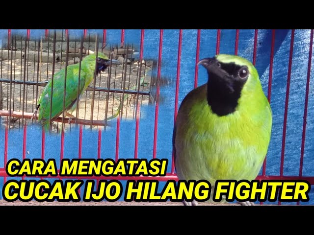 Cara mengatasi cucak ijo hilang fighter ll Cara mengatasi cucak ijo hilang emosi class=