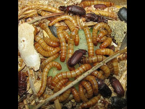 Мучной червь. Разведение и содержание мучного червя на корм в домашних условиях