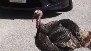 Wild Turkey Attack by orionstarman 19,403 views 11 years ago 52 seconds