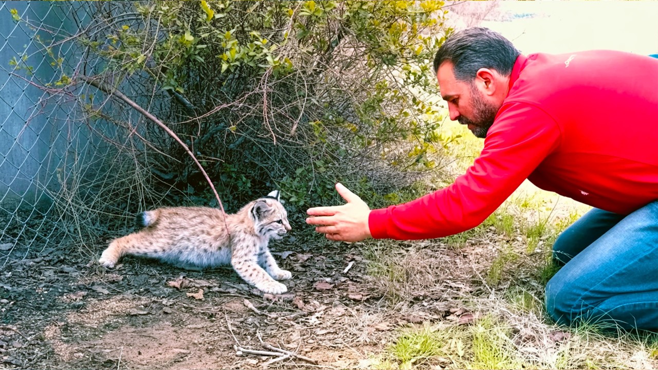 Man Saved a Bobcat Kitten Stuck in a Fence—And Then She Returned With a Surprise