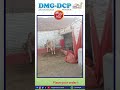🦴💪 A valuable feedback of DMG DCP Stronger Bones. Better Health. More Milk! | DMG Pharmaceutical