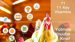 11 Vitaminas Y Minerales Clave Para La Salud De Las Gallinas todo Lo Que Necesitas Saber