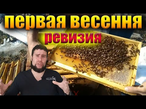 Первые облеты пчел весной что делать? Первые работы на пасеке.  Весенняя ревизия пчел